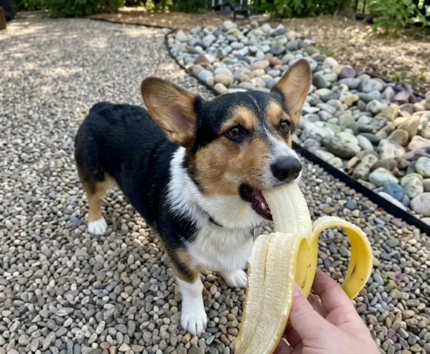 Small dog eating a peeled banana as an occasional treat